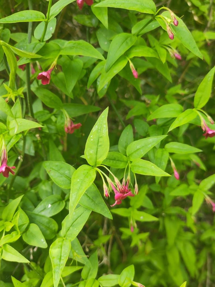 3x Jasmine Beesianum Climbing Plants 3-4ft Large in 3 Litre Pots By Direct Plants