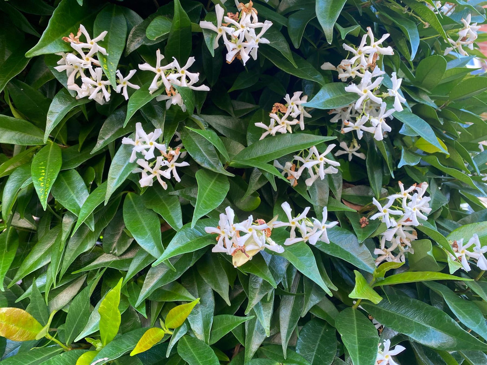 3x Trachelospermum Evergreen Star Jasmine Climbing Plants 2-3ft Large in 3 Litre Pots