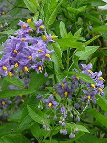 3x Solanum Crispum Blue Climbing Plants 3-4ft Large in 3 Litre Pots