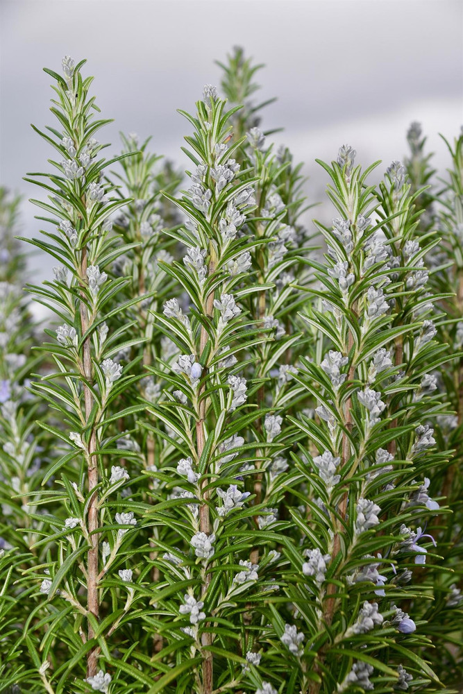 Pack of 5 Rosemary Rosmarinus Officinalis Hardy Herb Plants in Pots