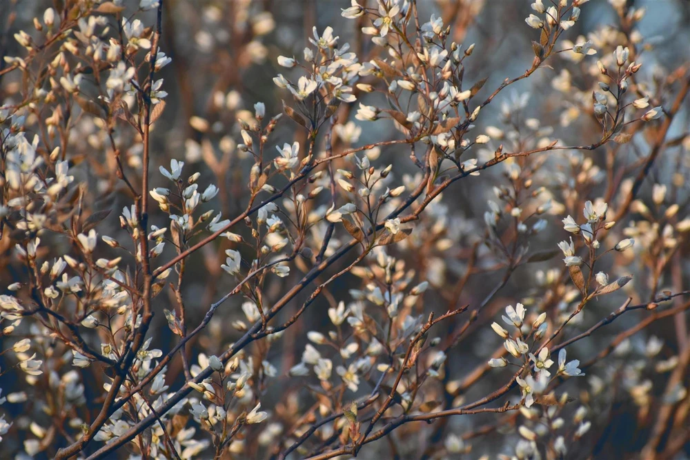 3x Amelanchier Obelisk Saskatoon Fruit Trees 2-3ft Large in a 3 Litre Pots By Direct Plants