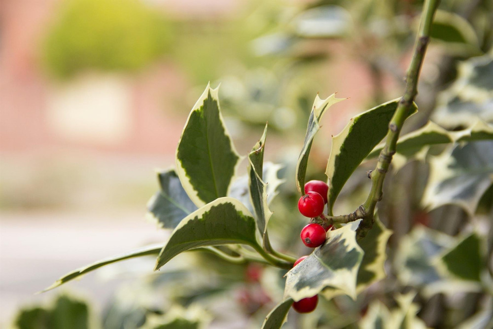 3x Ilex Golden King Variegated Holly Trees 2-3ft Large Plants in 3 Litre Pots