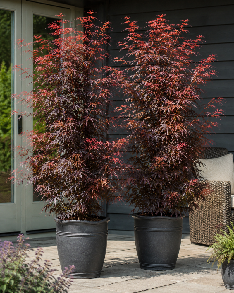 2x Japanese Maple Acer Palmatum Skeeters Broom Trees 3-4ft Large | By Direct Plants