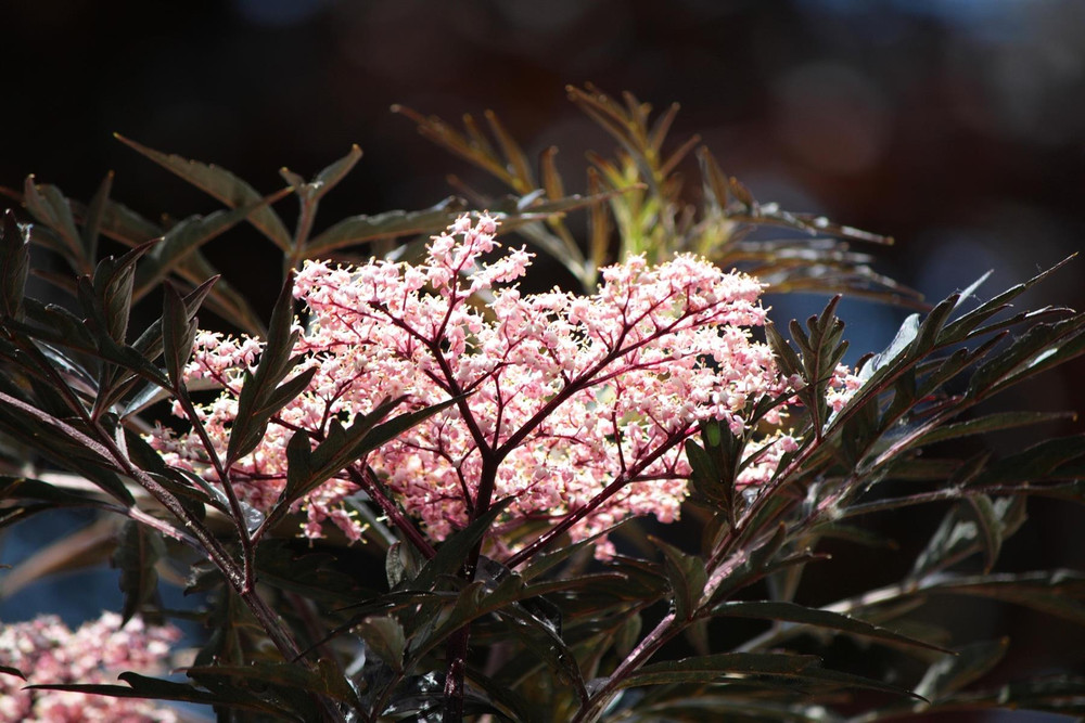 3x Sambucus Nigra Black Lace Shrubs Large Plants in 3 Litre Pots