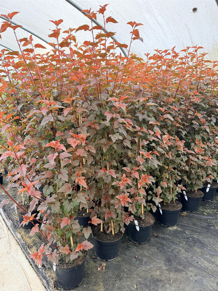 3x Physocarpus Lady in Red Shrubs Large 3-4ft Plants in 3 Litre Pots