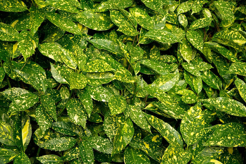 6x Aucuba Japonica Variegata Japanese Laurel Shrubs Large Plants in 3 Litre Pots