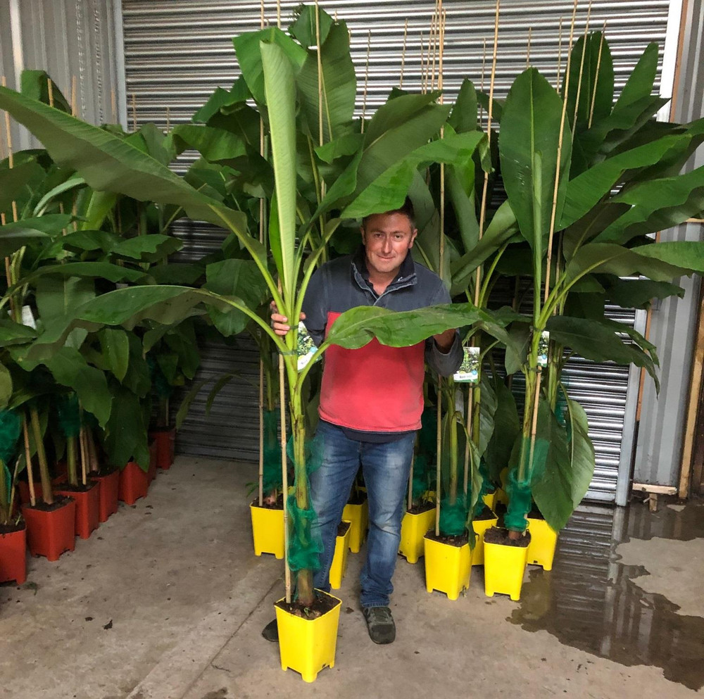 Musa Basjoo Fully Hardy Banana Fruit Tree 2-3ft Tall in a 5 Litre Pot