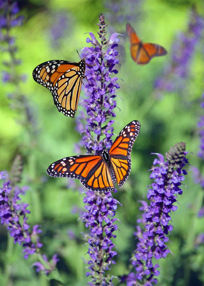 6x Mixed Large Buddleja Butterfly Bush Plant Selection Pack Supplied in 3 Litre Pots