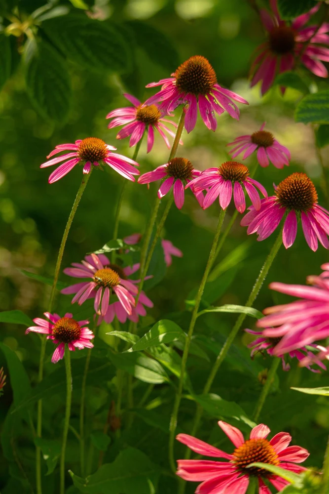 The Pink Flowering Collection Ready Made Garden Border | Mixed Flowering Perennials | Pack of 6 Large 2 & 3L Pots