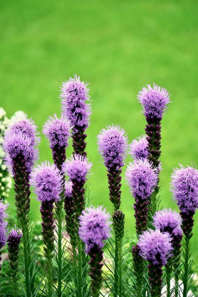 The Purple Flowering Collection Ready Made Garden Border | Mixed Flowering Perennials | Pack of 6 Large 2 & 3L Pots