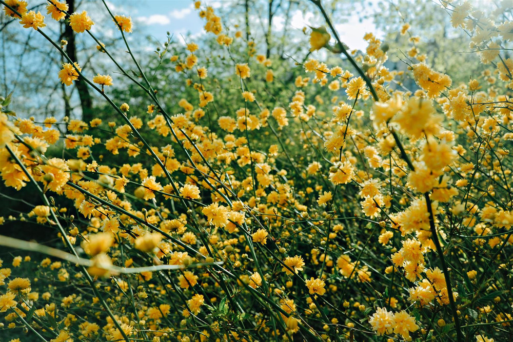 The Yellow Flowering Hardy Shrub Collection Ready Made Garden Border | Mixed Pack of 6 Large 3L Potted Plants
