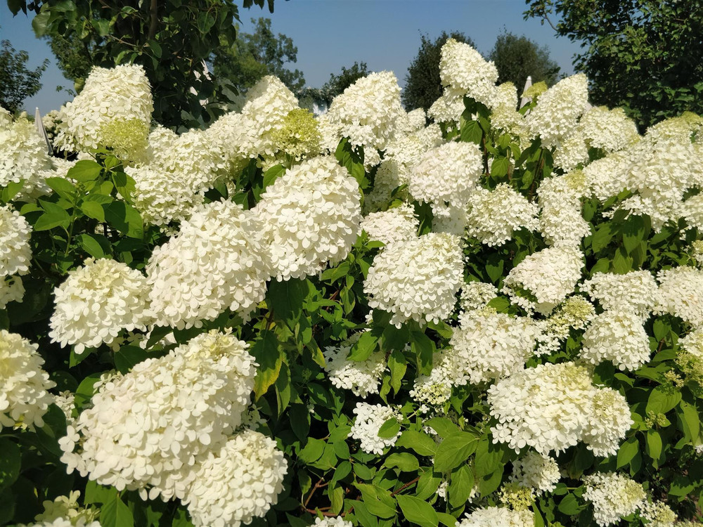 The White Flowering Hardy Shrub Collection Ready Made Garden Border | Mixed Pack of 6 Large 3L Potted Plants