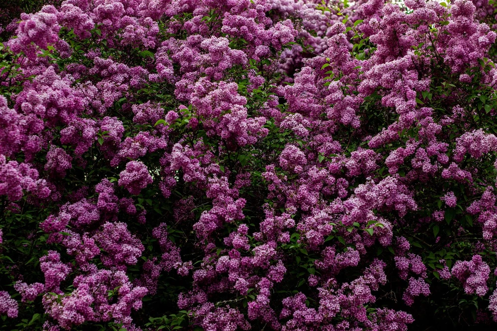 The Pink Flowering Hardy Shrub Collection Ready Made Garden Border | Mixed Pack of 6 Large 3L Potted Plants