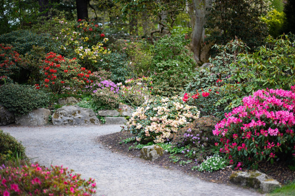 The Mixed Evergreen Hardy Garden Shrub Collection | Pack of 6 Large Plants 3L Pots