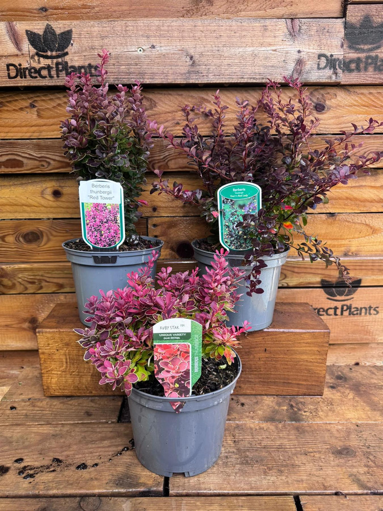 3 Mixed Large Purple & Red Leaf Berberis Shrubs in 3 Litre Pots By Direct Plants