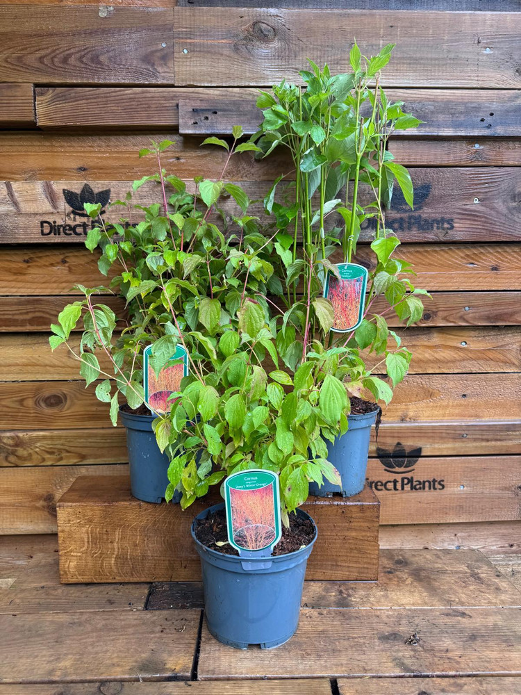3 Mixed Extra Large Cornus Shrubs in 3 Litre Pots By Direct Plants