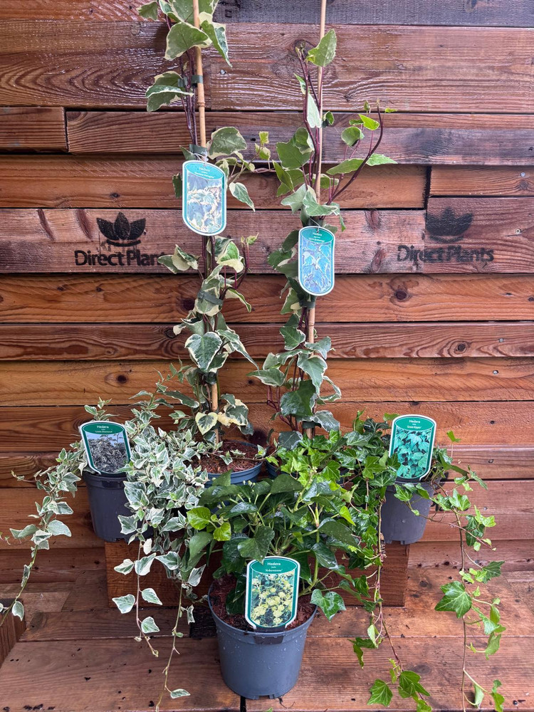 5 Mixed Extra Large Evergreen Climbing Ivy in 2/3 Litre Pots By Direct Plants