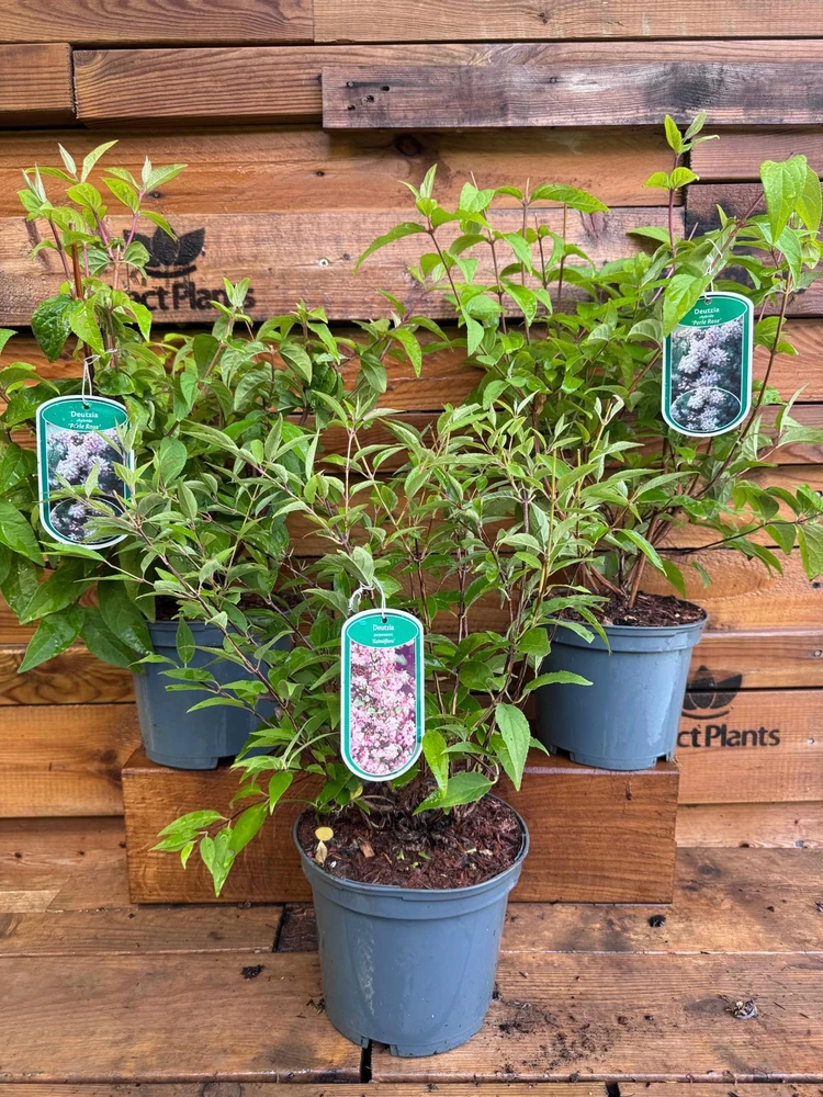 3 Mixed Extra Large Deutzia Shrubs Garden Plants in 3 Litre Pots