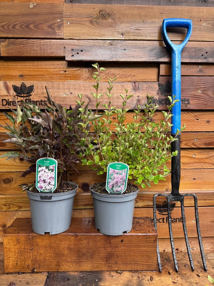 2 Mixed Extra Large Syringa Dwarf Lilac Shrubs in 3 Litre Pots By Direct Plants