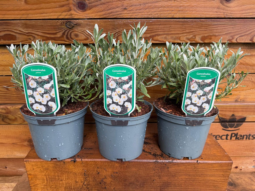 3 Large Convolvulus Cneorum Shrubs in a 2/3 Litre Pots By Direct Plants