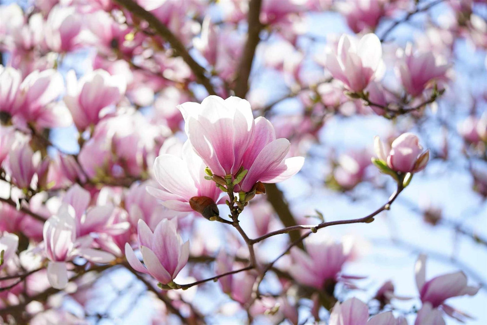 Magnolia Soulangeana Tree Plant Pink Flowers 5-6ft Tall Supplied in a 7.5 Litre Pot
