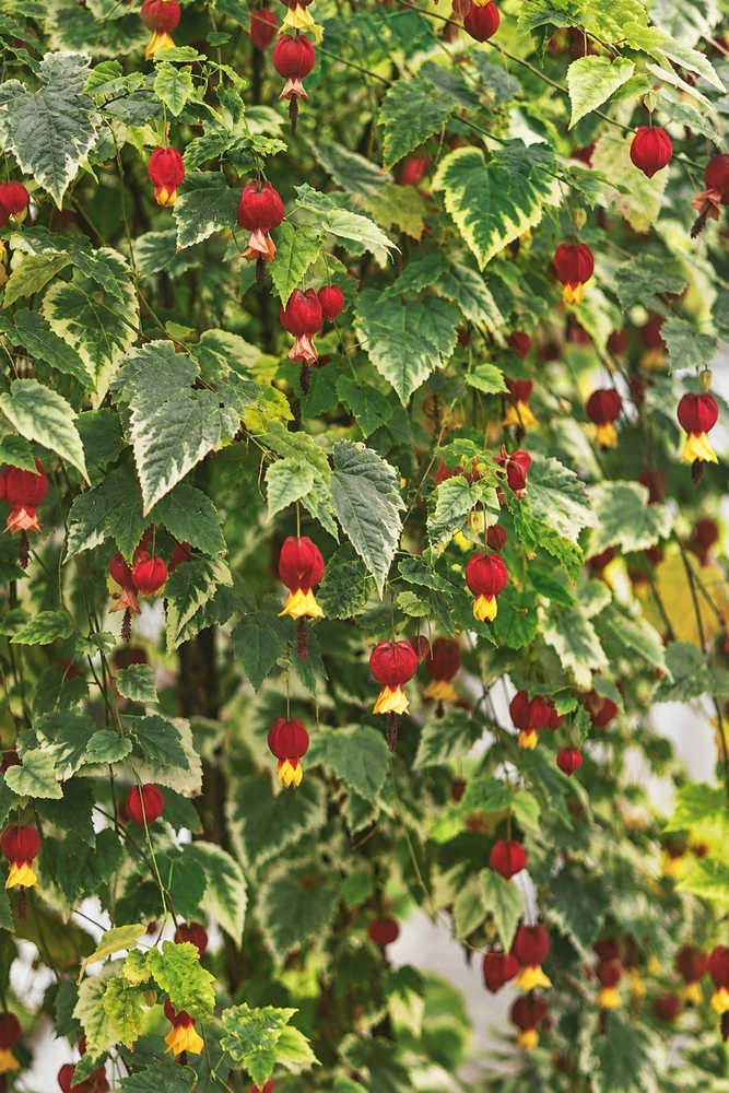 Abutilon x Milleri Variegatum in 3L Pot, Supplied by Direct Plants