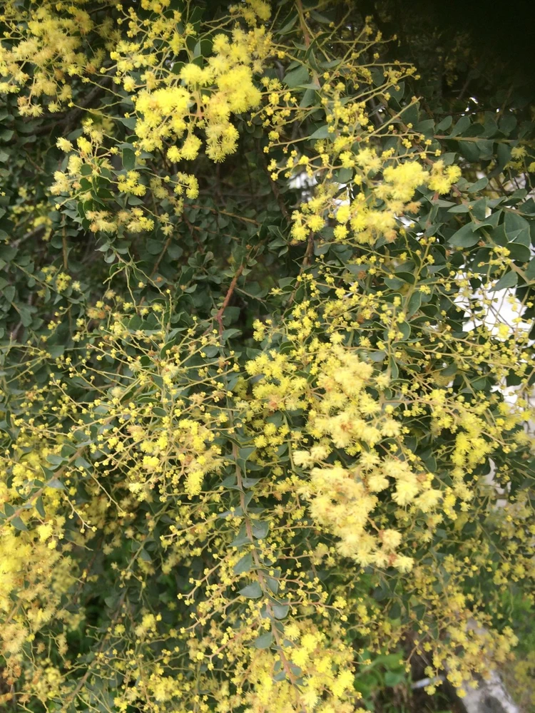 Acacia pravissima Shrub, Supplied in 3L Pot by Direct Plants