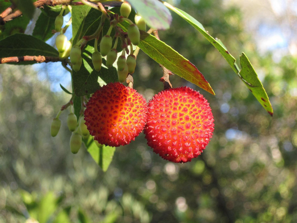 Arbutus unedo Atlantic Strawberry Tree Shrub, Supplied in 3L Pot by Direct Plants