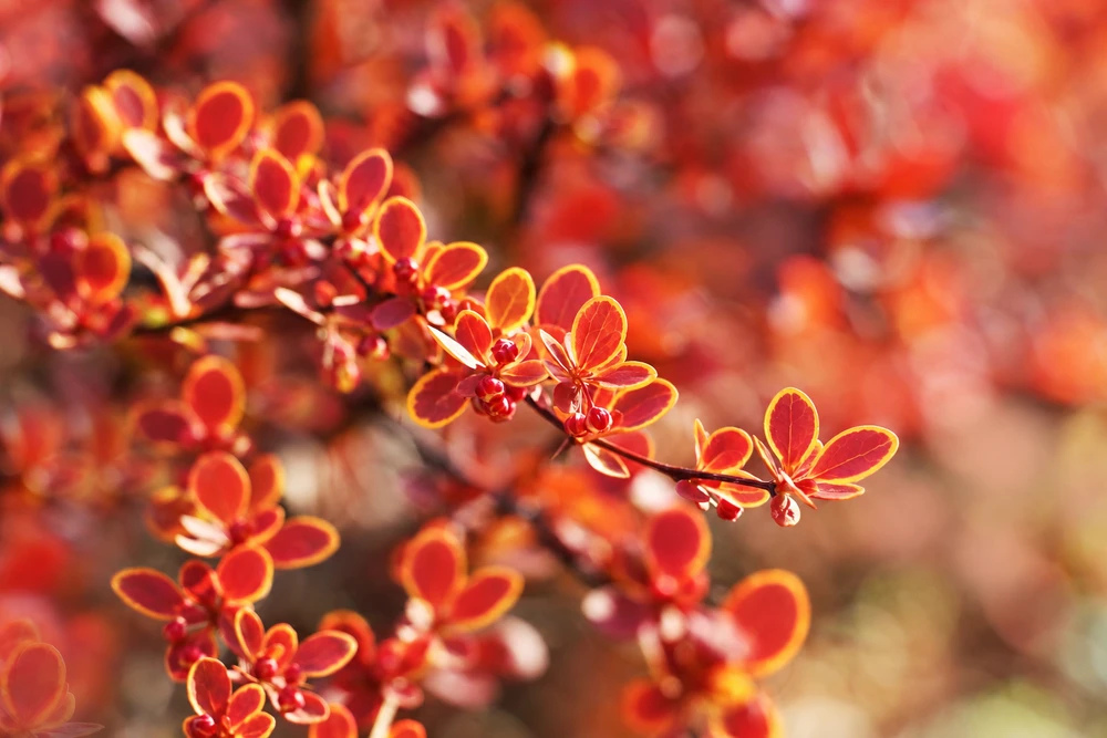 Berberis  thunbergii Admiration Japanese Barberry Shrub, Supplied in 3L Pot by Direct Plants