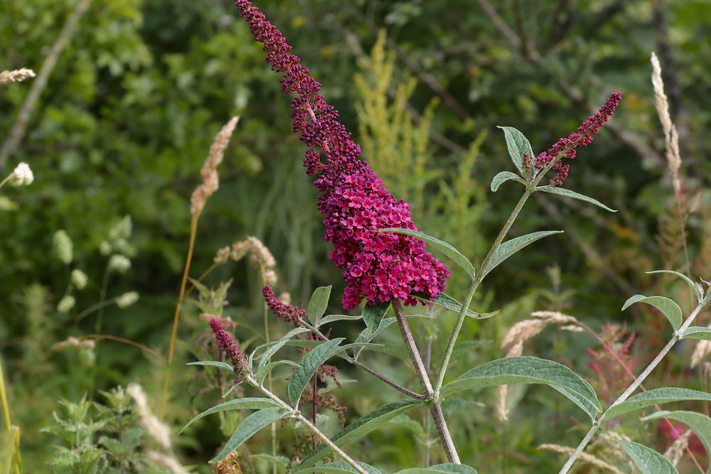Buddleja davidii Butterfly Candy Little Ruby Butterfly Bush Shrub, Supplied in 3L Pot by Direct Plants