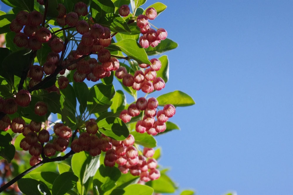 Enkianthus campanulatus Red Vein Shrub, Supplied in 3L Pot by Direct Plants