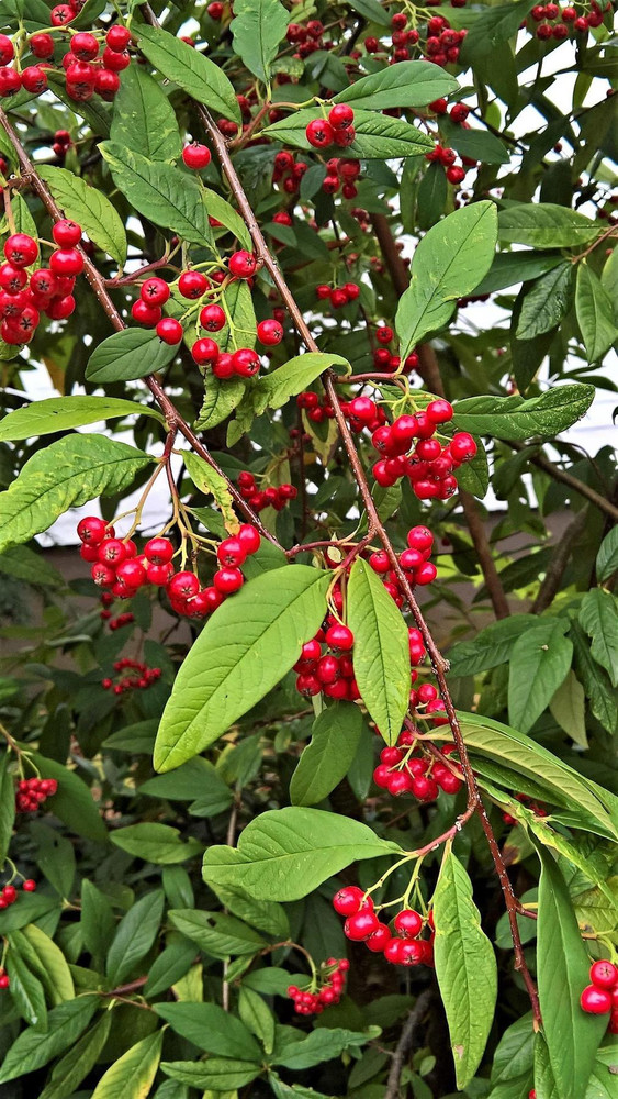 Cotoneaster Cornubia Shrub, Supplied in 3L Pot by Direct Plants