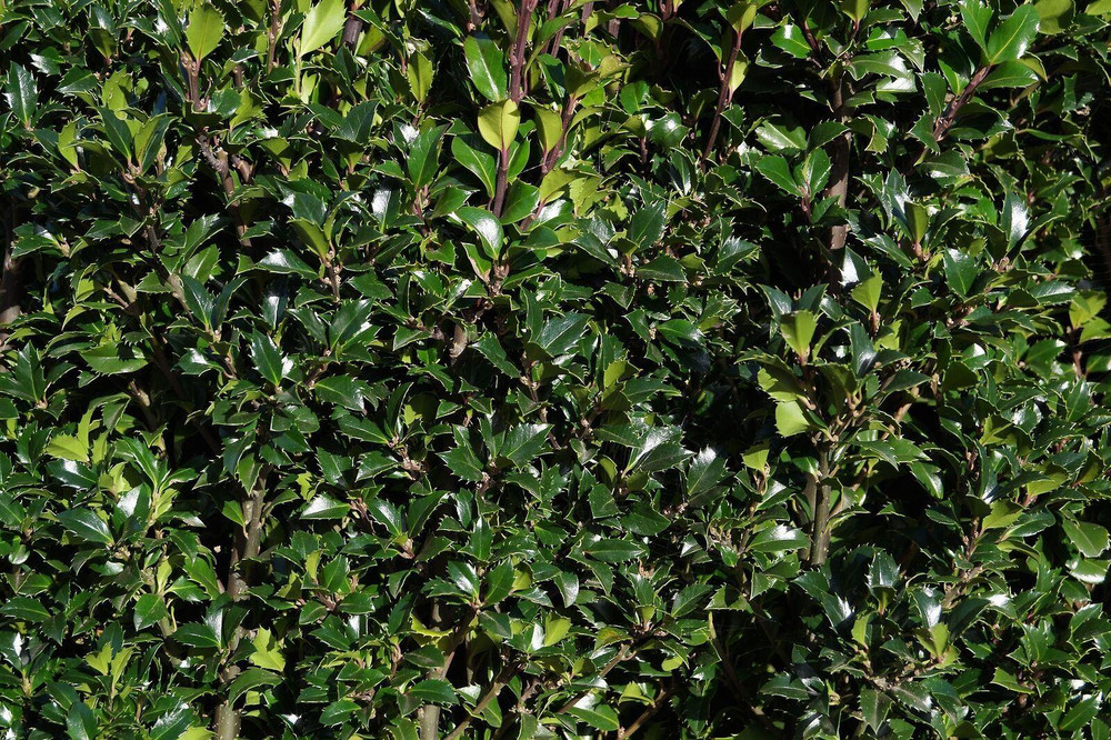 Ilex Heckenstar Holly Shrub, Supplied in 3L Pot by Direct Plants