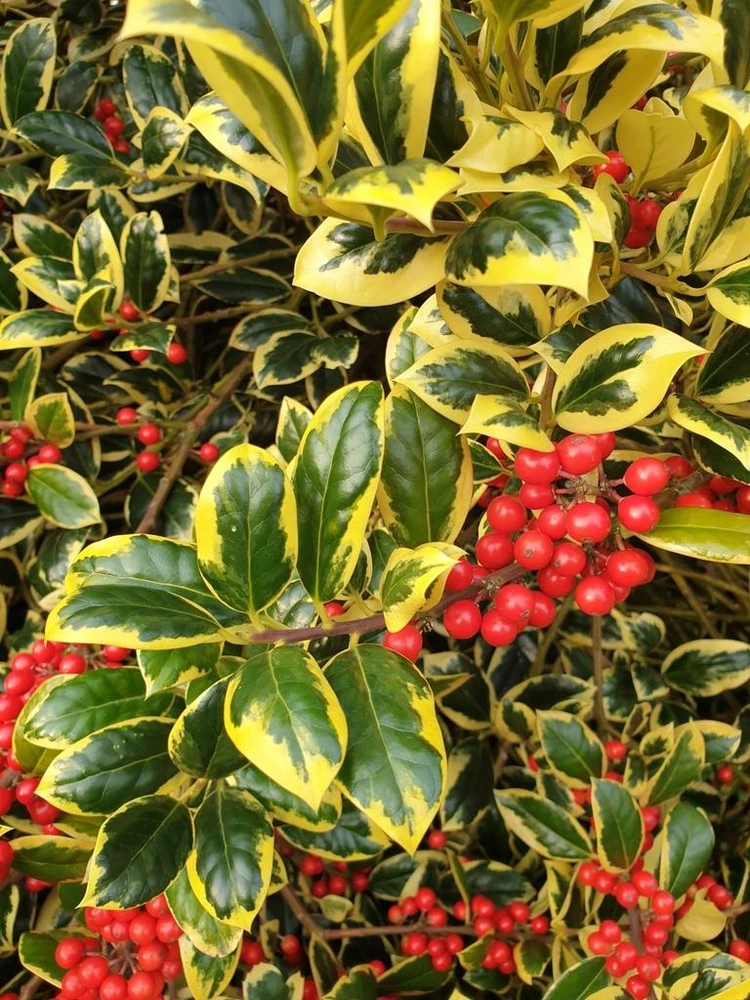 Ilex Lawsoniana Holly  Shrub, Supplied in 3L Pot by Direct Plants