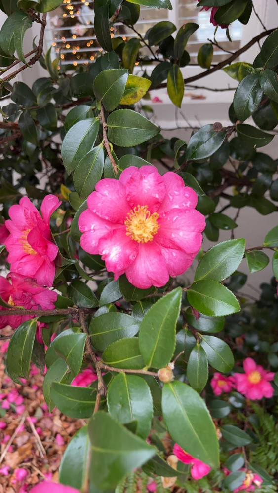 Camellia sasanqua Hiryu Shrub, Supplied in 3L Pot by Direct Plants