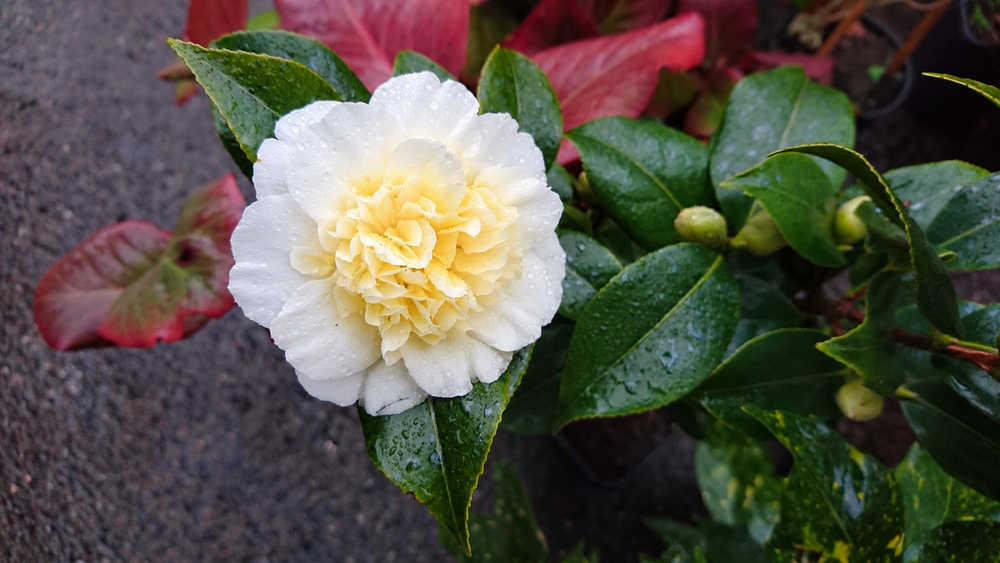 Camellia japonica Brushfields Yellow Shrub, Supplied in 3L Pot by Direct Plants