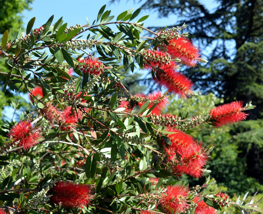 Callistemon citrinus Red Rocket Bottlebrush Shrub, Supplied in 3L Pot by Direct Plants