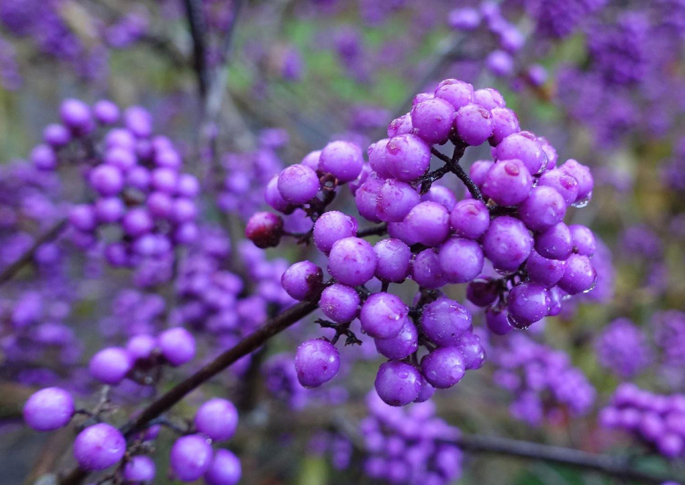 Callicarpa Bodinieri Profusion Beautyberry Shrub, Supplied in 3L Pot by Direct Plants