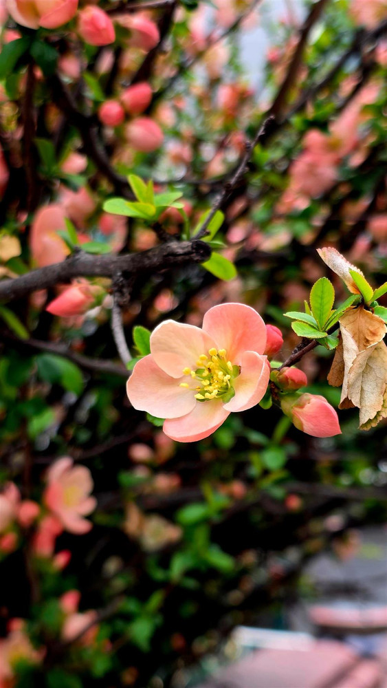 Chaenomeles Geisha Girl Flowering Quince Shrub, Supplied in 3L Pot by Direct Plants