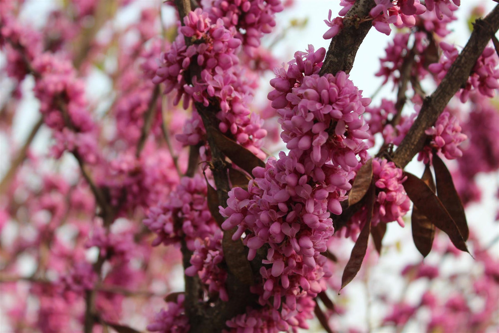 Cercis chinensis Avondale Chinese Redbud Shrub, Supplied in 3L Pot by Direct Plants