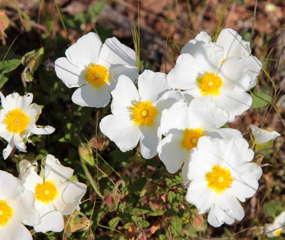Cistus Florentinus Florentine Rock Rose Shrub, Supplied in 3L Pot by Direct Plants