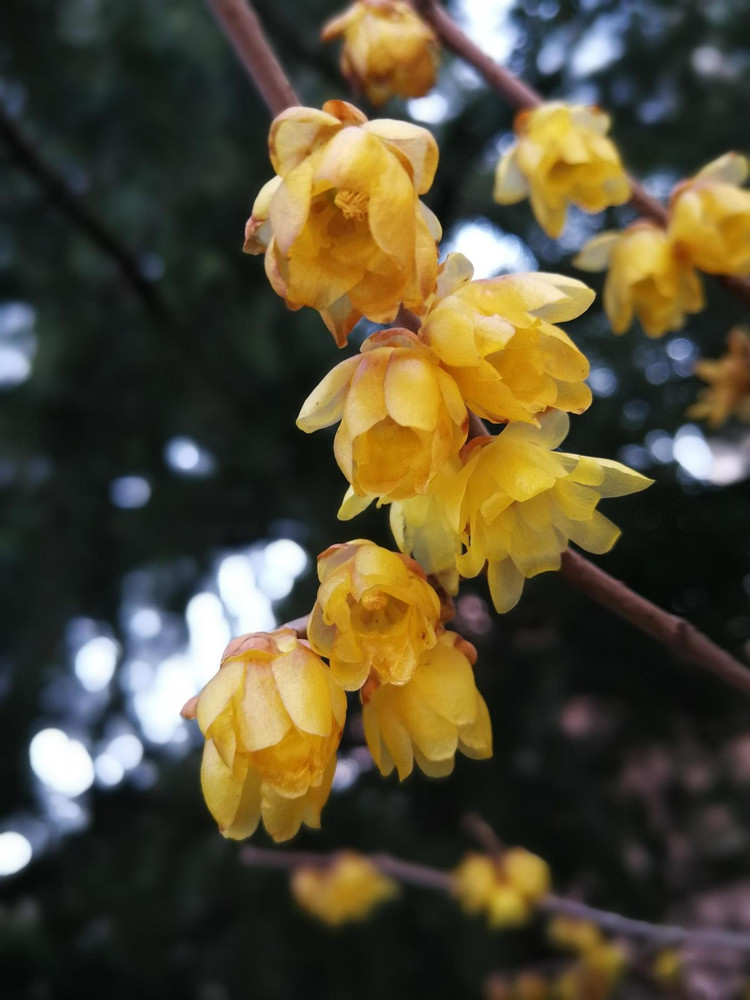 Chimonanthus praecox Wintersweet Shrub, Supplied in 3L Pot by Direct Plants
