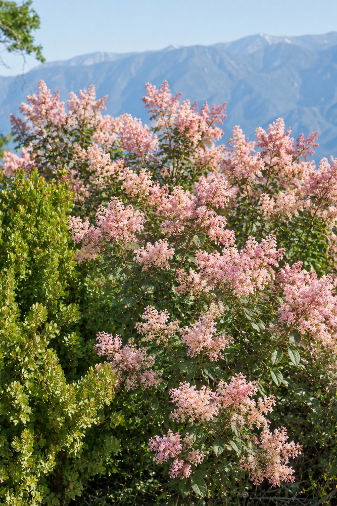 Ceanothus x pallidus Marie Simon California Lilac Shrub, Supplied in 3L Pot by Direct Plants