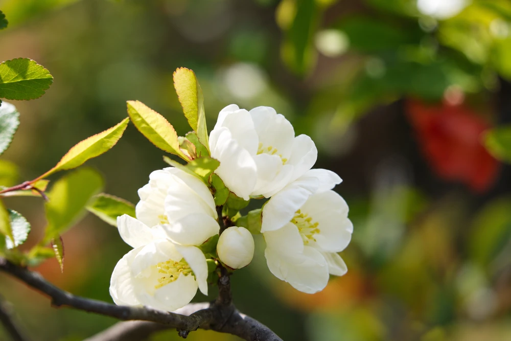Chaenomeles Speciosa Yukigoten Flowering Quince Shrub, Supplied in 3L Pot by Direct Plants