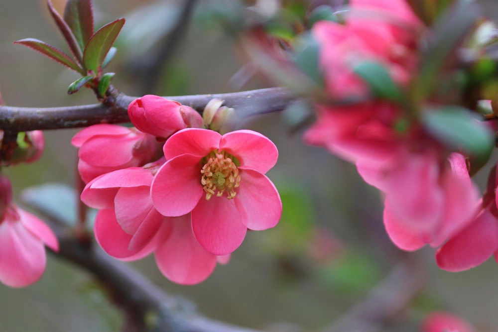 Chaenomeles Pink Lady Flowering Quince Shrub, Supplied in 3L Pot by Direct Plants