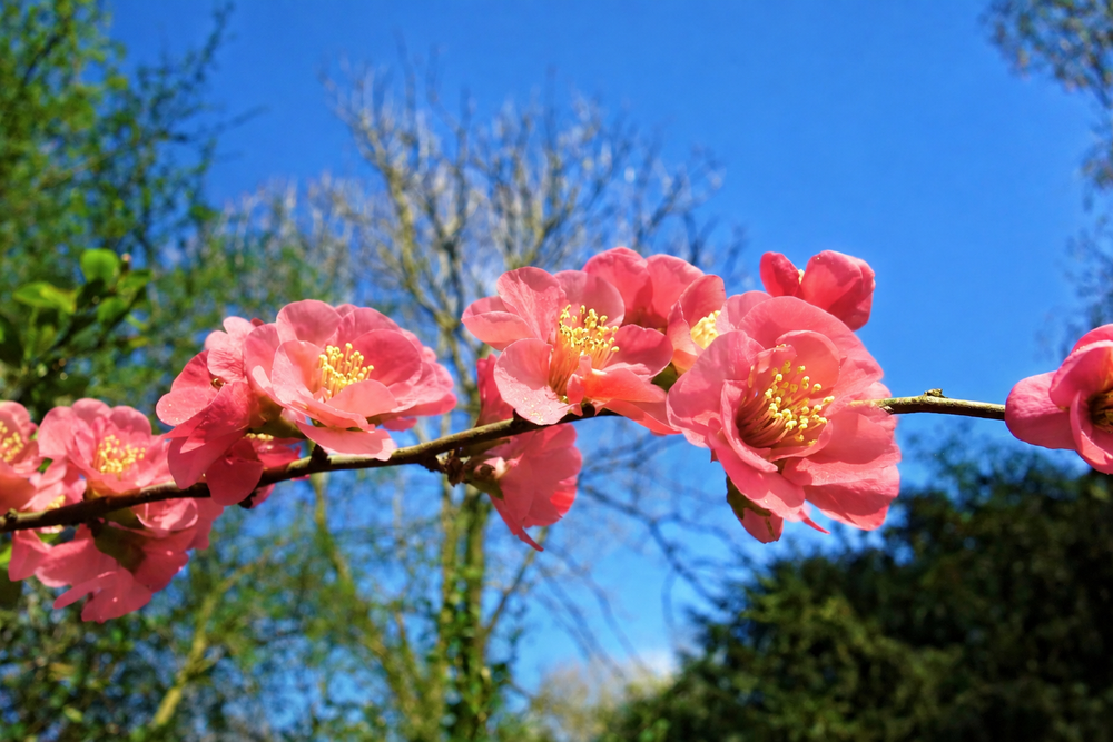 Chaenomeles speciosa Pink Storm Flowering Quince Shrub, Supplied in 3L Pot by Direct Plants