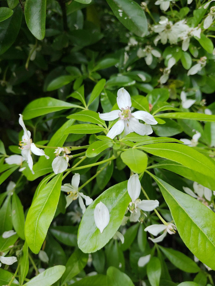 Choisya Greenfingers Mexican Orange Blossom Shrub, Supplied in 3L Pot by Direct Plants