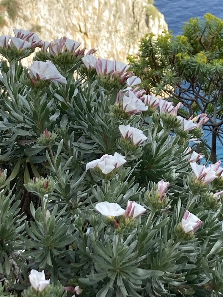 Convolvulus cneorum Silverbush Shrub, Supplied in 3L Pot by Direct Plants