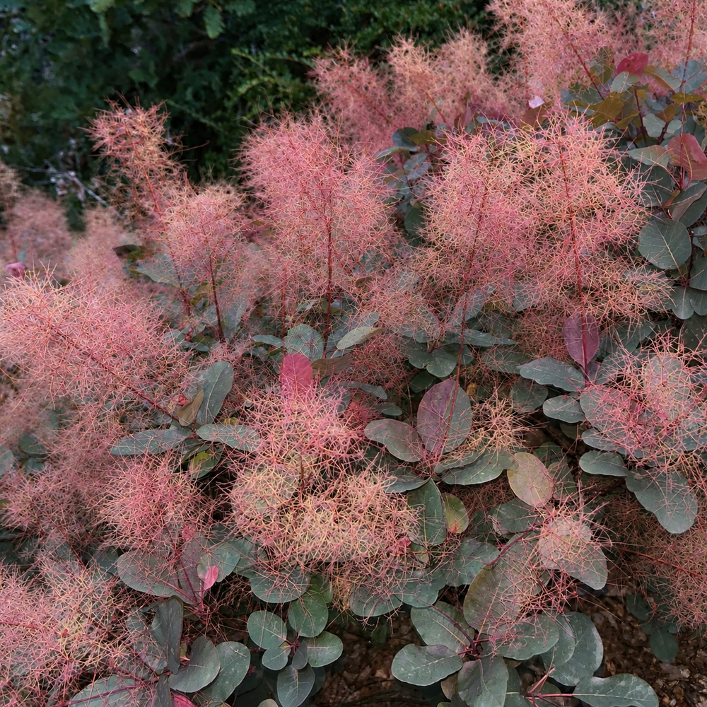 Cotinus coggygria x dummeri Grace Smoke Bush Shrub, Supplied in 3L Pot by Direct Plants