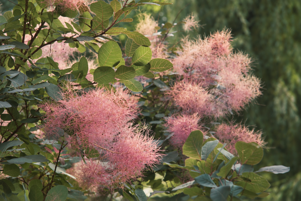 Cotinus coggygria Old Fashioned Smoke Bush Shrub, Supplied in 3L Pot by Direct Plants